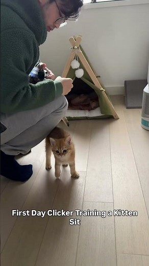 Teaching Fufu sit - Follow @fufu.littletiger for more on FuFu's Clicker Training Journey