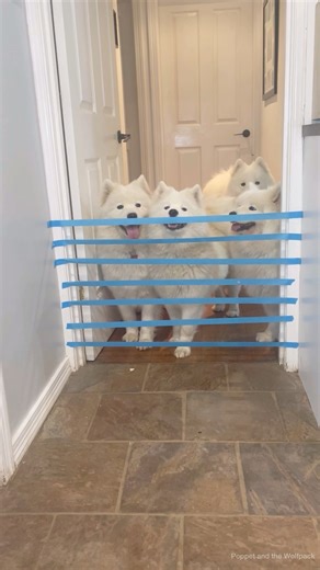 528K views · 9.6K reactions | Obstacle course or comedy show? You decide  Let’s have a throwback while Karen recovers from a day of being attacked by fluffy piranhas. | Poppet and the Wolf Pack | Facebook