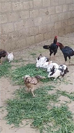 rabbit ka house video mein dekhiae