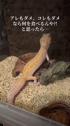 冷凍コオロギに飽きたレオパでも食べるレオバイト #爬虫類 #レオパードゲッコー #棘