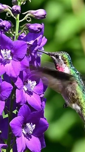 Sounds of hummingbirds flaps there wings fast #2