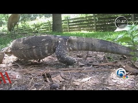 Nile monitor lizard: invasive species