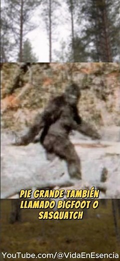 Does Bigfoot really exist? The truth behind the myth 👣🌲