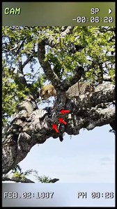 The leopard teases the cobra and gets what it deserves. #wildanimals #animals #foryou #wildlife #leopard #cobra | Wildlife288