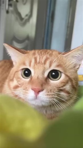 ini kucing#creatorsearchinsights #catlover #kucinglucu #kucing