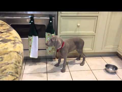 Weimaraner Puppy Sleeps Standing Up
