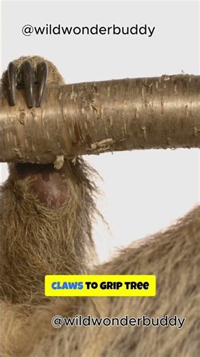 Did you know sloths can turn their heads 270°? #animals #wildanimals #facts