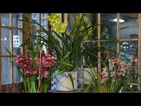 How to Divide and Repot Cymbidium Orchids with Steve Hampson