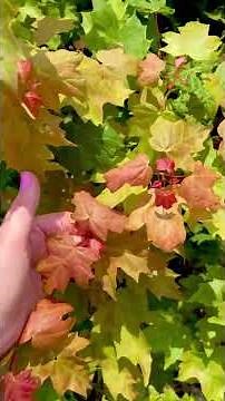 Sugar Maple Tree Benefits & Amazing Facts #tnnursery #garden #fastgrowingtrees #maplestory ￼