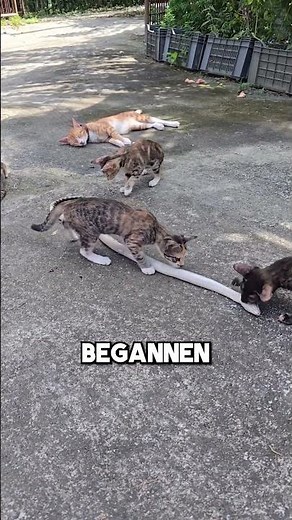 This snake eats cats 🐱