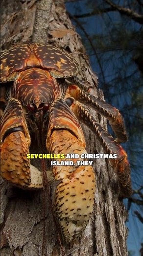 The Mighty Coconut Crab: King of Land Crustaceans