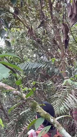 Update from the field, here's some of the latest video from our team monitoring Critically Endangered San Martín titi monkeys in Peru | Neotropical Primate Conservation
