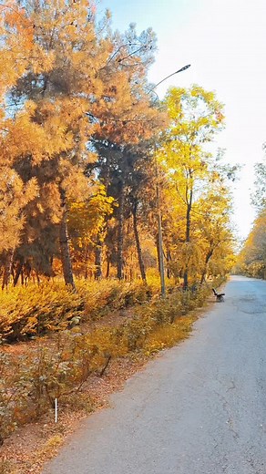 52 reactions · 15 comments |  When Autumn Speaks in Two Languages… ...