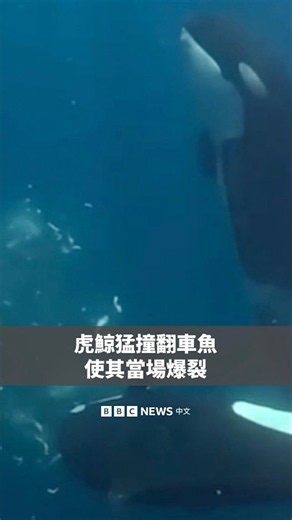 虎鯨猛撞翻車魚 使其當場爆裂－ BBC News 中文