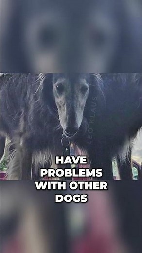 Living with the Silken Windhound - What to Expect?