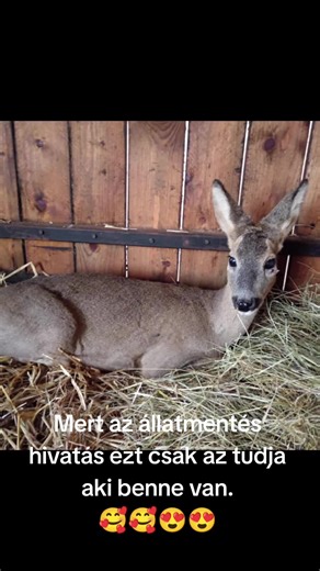 Zubor András (@zubor1985) videója, benne: original sound - ICT Star 🌟