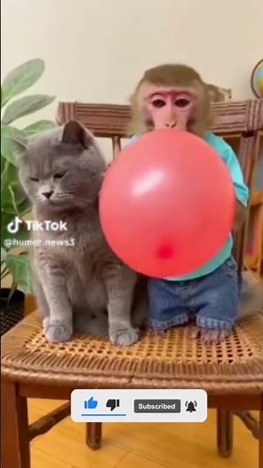 Pet Animals Funny Video 07 #funny #pets #viral #viralvideo