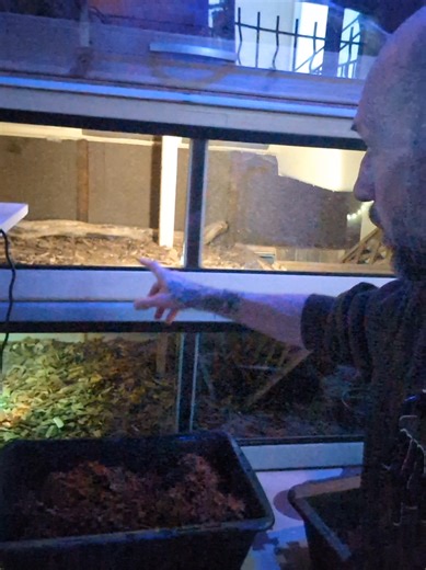 Nouveau Substrat pour Tegu : Aménagez le Terrarium