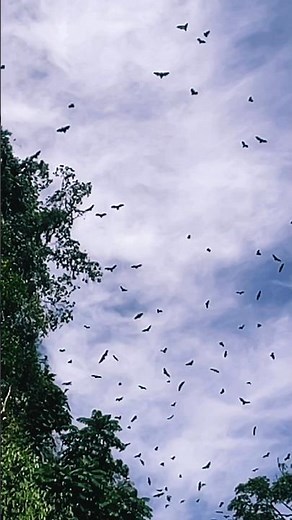 Tremendous Swarm of Flying Bats | Incredible Wildlife Scene #bats