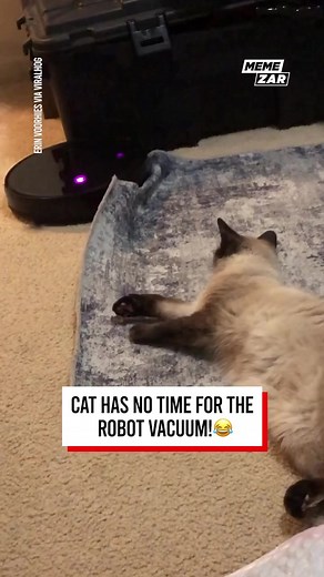 robot is teasing the cat & she is so much angry #cat #catlife | Taylor makes videos