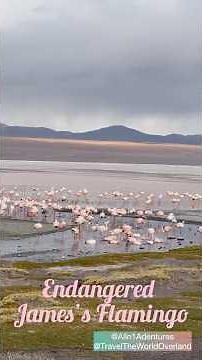 Endangered Falmingo Laguna Colorada: Bolivia’s Most Surreal Wonder 🇧🇴 #Shorts #Travel #nature