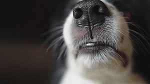 Dangerous Angry Dog Aggressive Puppy Dog Stock Footage Video (100% Royalty-free) 3649869349 | Shutterstock