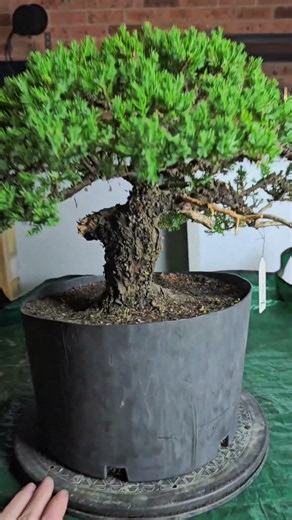 Jobs from the nursery : Pruning Junipers.... Again.