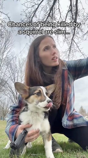 25K views · 334 reactions | When a squirrel has been chased up a tree by a dog one to many times… | MouseTales | Facebook