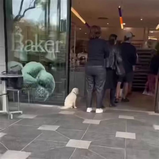 O doguinho educado que mudou de lugar porque achou que estava atrapalhando a passagem.