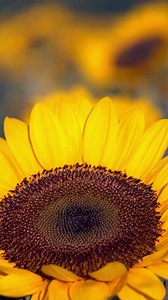 Fruits of the Spirit: Galatians 5:22-23 🌿🕊️ Explore the bountiful fruits of the Spirit as outlined in Galatians 5:22-23. Let love, joy, peace, patience, kindness, goodness, faithfulness, gentleness, and self-control flourish in your life, enriching your relationships and nurturing your soul. May these virtues guide your path and reflect the character of Christ in all you do. #Galatians52223 #FruitsoftheSpirit #Love #Joy #Peace #Patience #Kindness #Goodness #Faithfulness #Gentleness #SelfContro