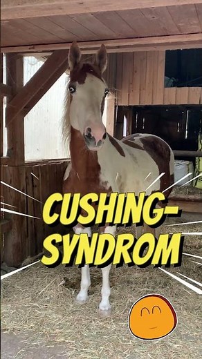 Sprichst du "Cushing-Syndrom" richtig aus? #pferdekraftwerk #pferdewissen #pferdegesundheit #pferde