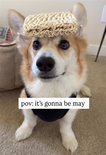 Corgi Dogs Dance to It's Gonna Be May