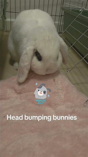 Head bumping bunnies #bunny #bunny #mybunny #funnyshorts #rabbit #mycuterabbit #pets #cute