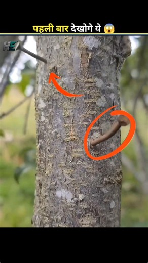 Why Do People Put Nails in Trees? 😱#facts #shorts