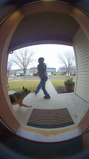 Porch Pirate Tried It — Dog Said “Not Today”