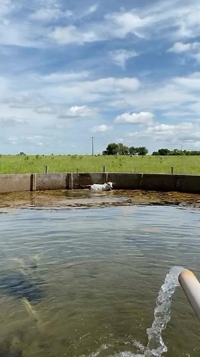 Nelore é igual menino novo, se tiver quieto demais é porque está aprontando 😂😂 • • | Nelore Modelo