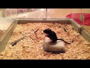 Steve the gerbil learns "Turn around"