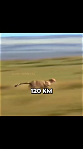 Greyhound vs Cheetah: Fastest Races and Encounters