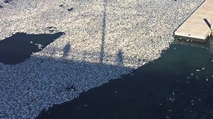 Huge Fish Kill in Long Island Canal