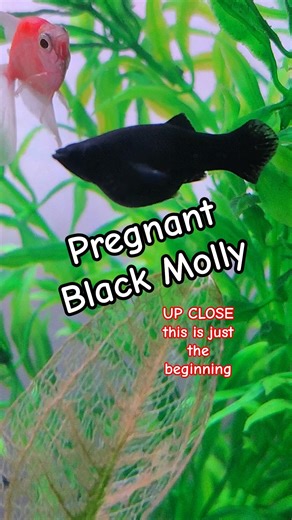 Black Molly pregnant ( Up close - 1st week)