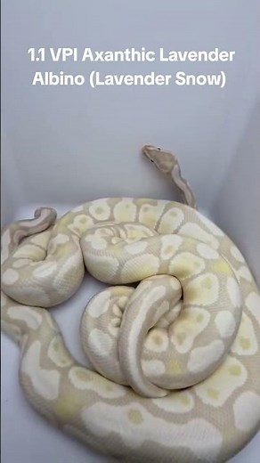 Update on our 1.1 VPI Axanthic Lavender Albino (Lavender Snow) #ballpython #snake #reptiles #shorts