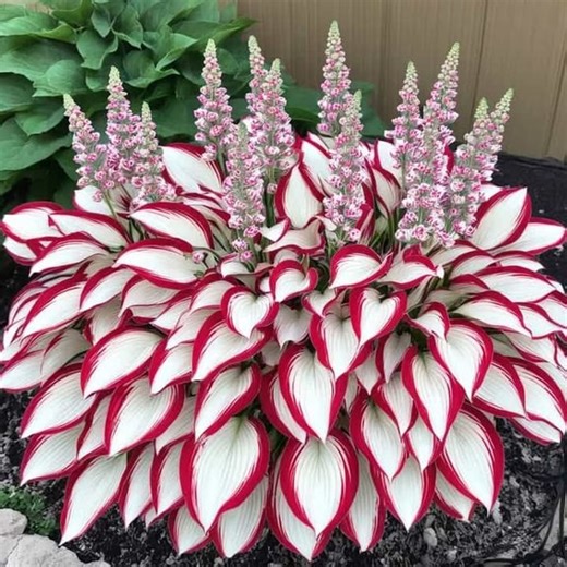 🌈✨ Transform Your Garden with Giant Caladium Bulbs! 🌿🎉 Unleash your inner color wizard and create a stunning oasis right at home! These vibrant bulbs will bring your garden dreams to life, adding pops of color that wow all season long. 🌸🌼 Don’t wait—plant the magic today and watch your garden flourish! 🛒 💚 #GardenGoals #ColorfulDreams | Inventoryi.shop