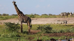 Cheetah Safaris on Reels