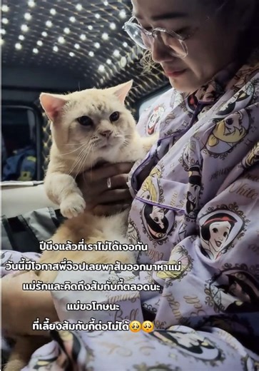 คิดถึงมากไม่ได้เจอกันเป็นปีเลย อยู่กับพี่จ๊อป พี่จ๊อปรักและเอ็นดูส้มมากเลยวันนี้พี่จ๊อปพาส้มออกมาหาแม่ อีแม่ก็ร้องไห้ใหญ่เลย แม่คิดถึงส้มกับกี้นะ อยู่กับพี่จ๊อปอย่าดื้อนะลูก🥹😭💚🤟#แมวส้ม #อเมริกันช๊อตแฮร์