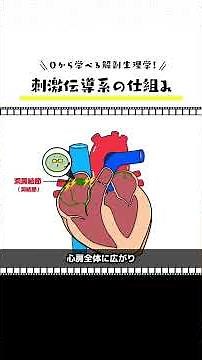 【刺激伝導系】 #刺激伝導系 #解剖生理学