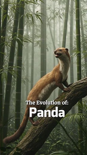 Evolution of Panda 🐼 | From Miacis to Modern Giant Panda in 25s