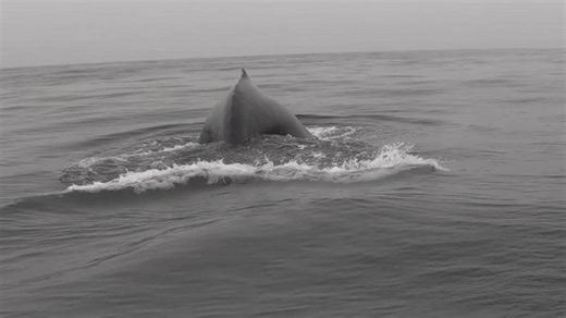 Paddleboarder Has Incredible Close-Up Encounter With Humpback Whale and Calf