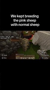 Breeding the pink sheep to get more pink sheep 🐑🥹 #minecraft