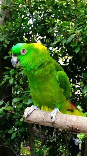 The ULTIMATE Parrot Compilation! 🦜 Singing, Talking, Kisses!