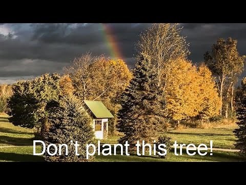 BEST and WORST evergreen trees to plant.